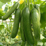 60 Smooth Cucumber Seeds for Planting, Cucumber Vegetable Seeds for Outdoor Growing