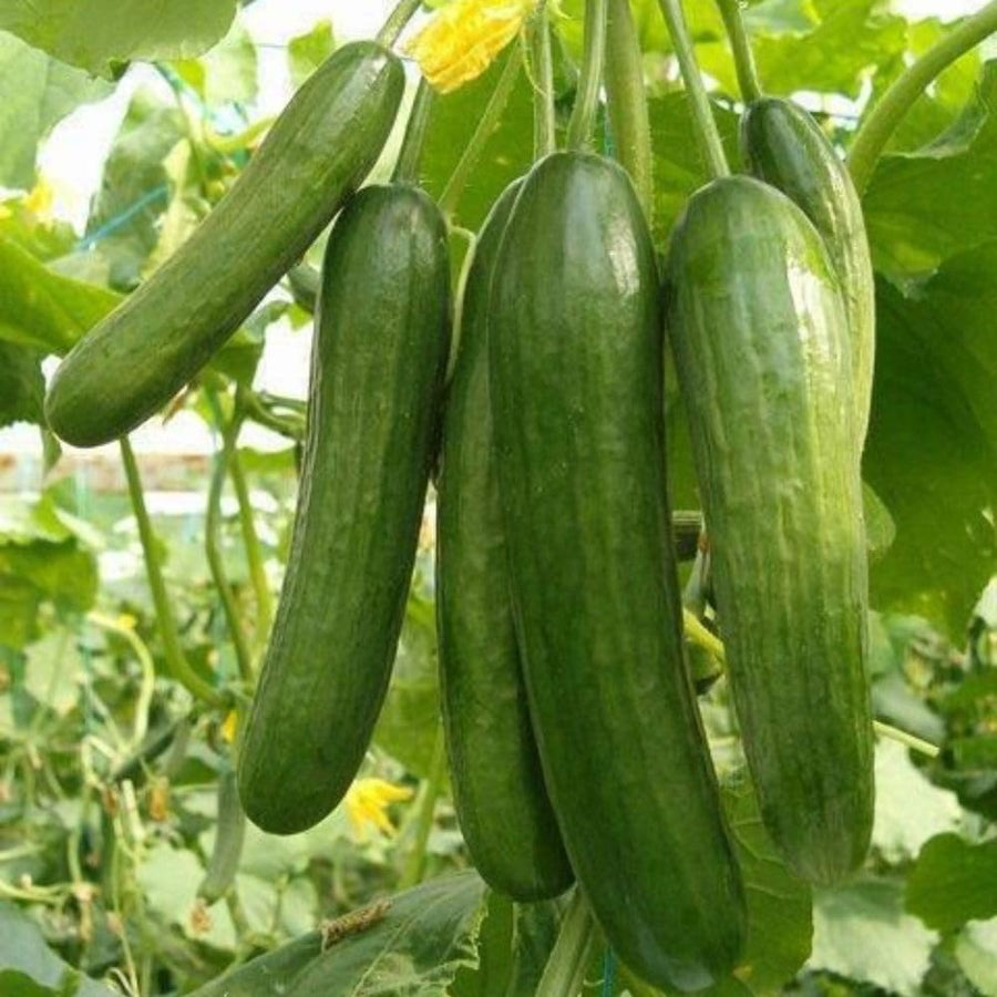 60 Smooth Cucumber Seeds for Planting, Cucumber Vegetable Seeds for Outdoor Growing