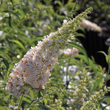 Butterfly Bush Plant for Planting, Size 5 to 7 Inch Tall Plant, Without Pot, Butterfly Bushes Plants (Dark Pink Flowers)