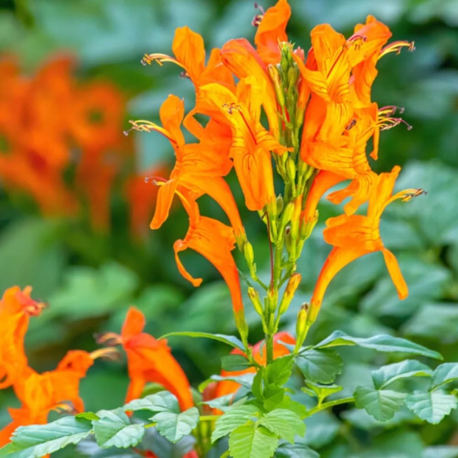 Orange Honeysuckle Plant Live, 8-10 Inches Tall in 4 Inch Pot, Fast Growing Flowering Vine for Outdoor Planting