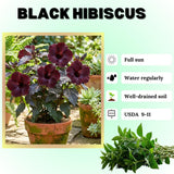 Set 7 Hibiscus Cuttings, Hardy Hibiscus Plants Live, Vibrant Blooming Flower, Well-Rooted Plant for Home Garden Indoor Outdoor (Black)