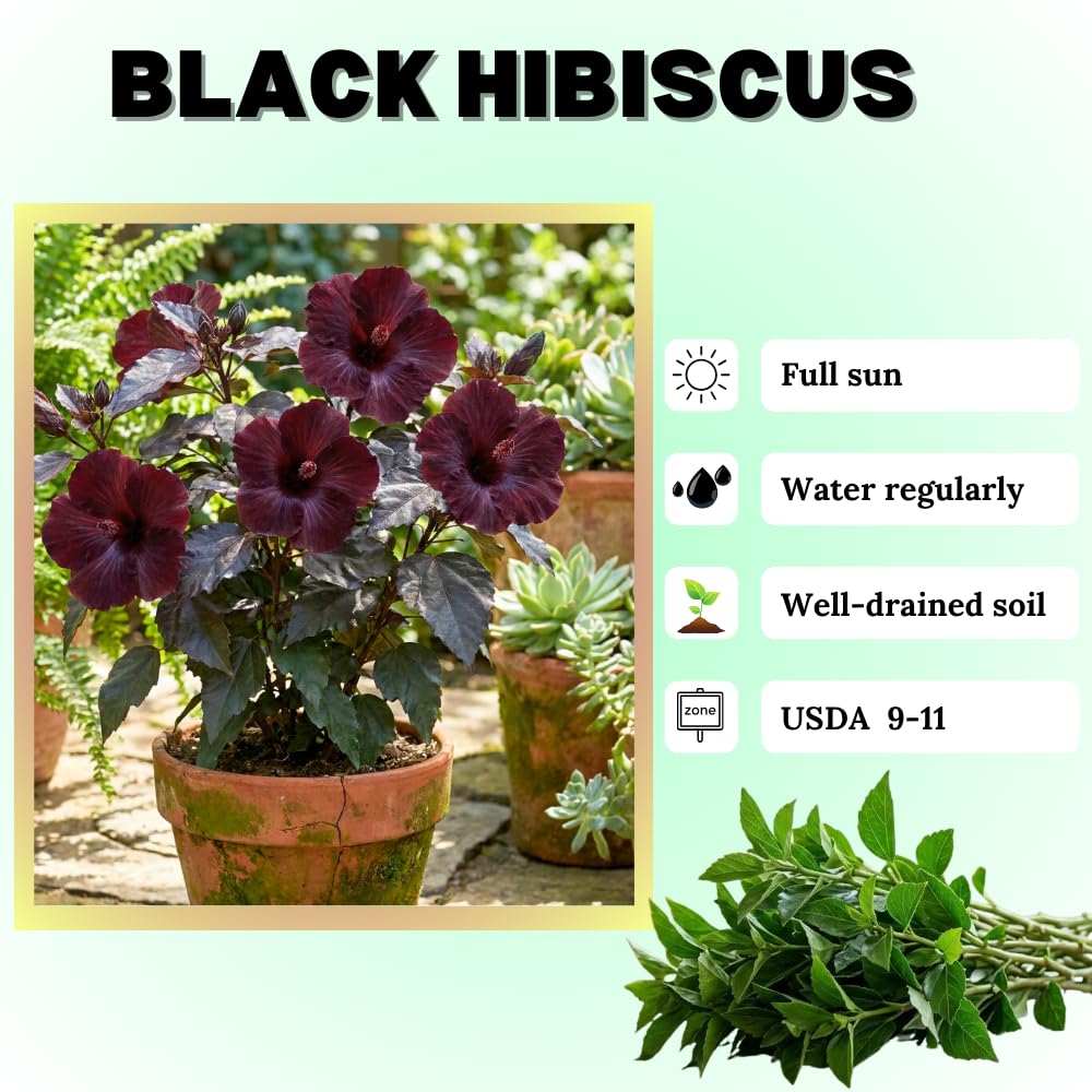 Set 7 Hibiscus Cuttings, Hardy Hibiscus Plants Live, Vibrant Blooming Flower, Well-Rooted Plant for Home Garden Indoor Outdoor (Black)