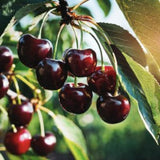 Set 2 Black Cherry Seedlings, Trees Live Plants, 1-2 Feet Tall, Sweet Cherry Plants Live for Planting Outdoors, Bareroots Dormant