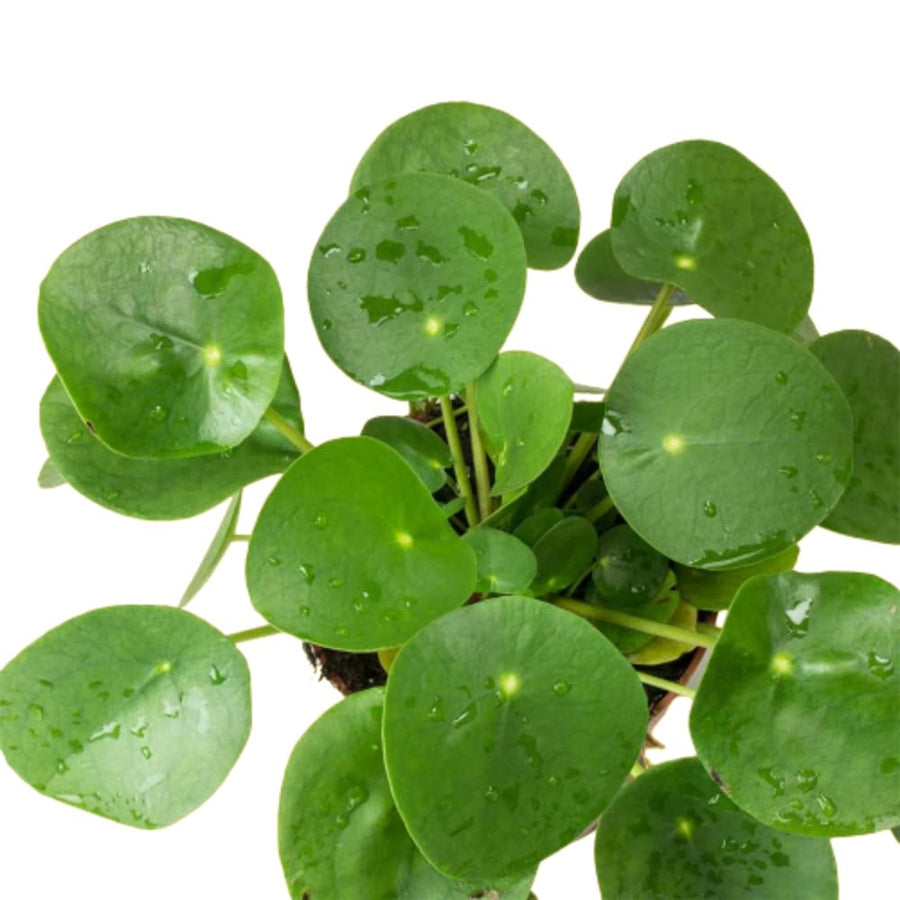 2 Money Plants Live, Pilea Peperomioides Houseplant, 4-6 Inches Tall, Real House Plant for Office, Home, Garden