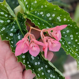 Combo 3 Polka Dot Begonia Angel Wing Plants Live, Begonia Maculata Live Plant, Begonias Live Plants Outdoor, 4 to 8 Inc Tall