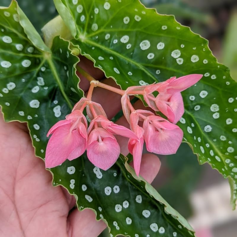 Combo 3 Polka Dot Begonia Angel Wing Plants Live, Begonia Maculata Live Plant, Begonias Live Plants Outdoor, 4 to 8 Inc Tall