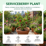 Pack of 2 Serviceberry Tree Live Plant, Serviceberry Plant, Bare Roots, 2-3 Years Old Plant, 16-24 Inc Tall, Sweet Edible Berries for Outdoor Garden