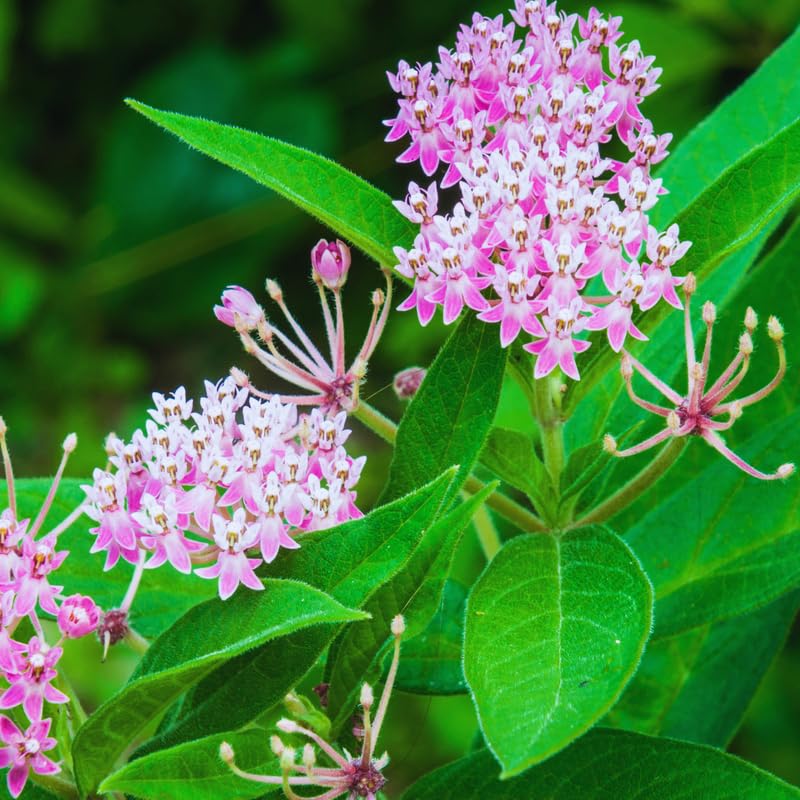 3 Live Milkweed Plants, Asclepias Tuberosa Plant, Butterfly Milkweed Plants Live for Growing Indoor Outdoor