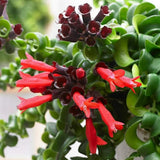 YOKEBOM 1 Aeschynanthus Curly Lipstick Vines 3 Inc Pot, Twisted Lipstick Plants Live for Planting