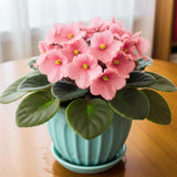 African Violets Live Plants, African Violet Plant Live in 4 Inches Pot, Violets Flowers Houseplant, 4-7 Inches Tall for Home Office Decor (Light Pink)