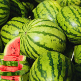 2 Red Watermelon Plants Live from 5 Inc Tall, Sweet Fruit Plant Gardening, Watermelon Live Plant Potted