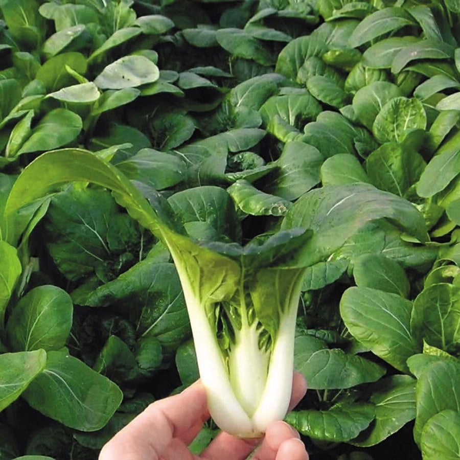 500+ White Pak Choi Seeds, Bok Choy Vegetable Seeds, Leafy Green Vegetable, Suitable for Home Garden Planting, Outdoor Growing Use