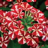 4 Red White Verbena Plants Live, 5-9" Tall Hardy Perennial Flower Plants, Well-Rooted for Outdoor Planting
