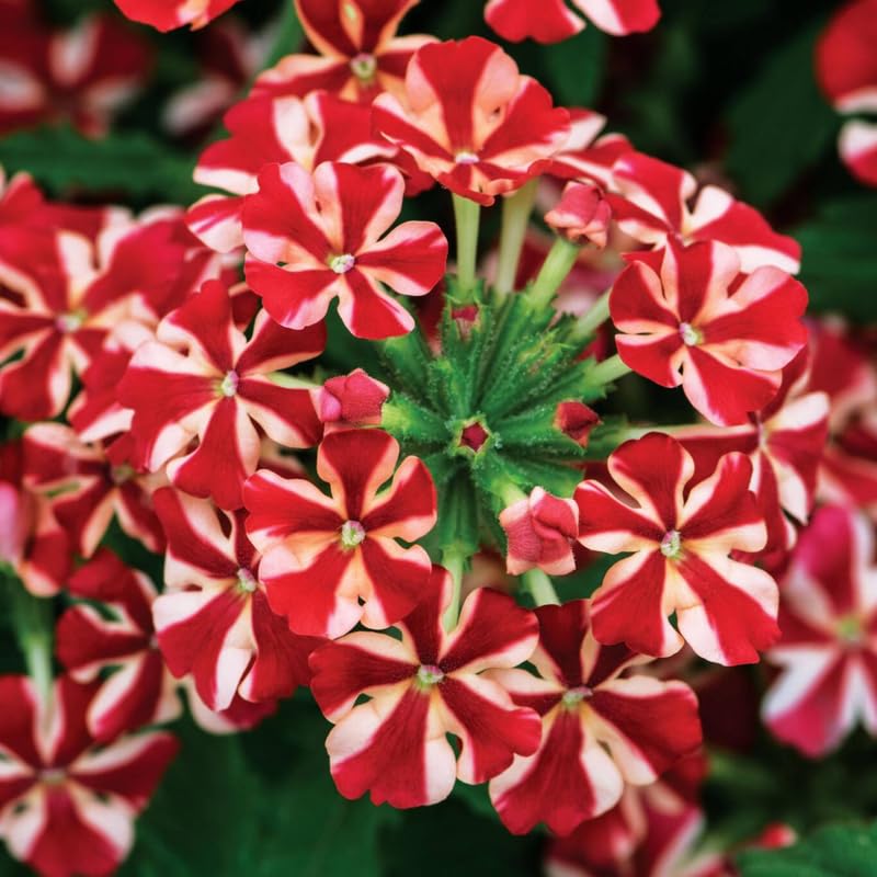 4 Red White Verbena Plants Live, 5-9" Tall Hardy Perennial Flower Plants, Well-Rooted for Outdoor Planting