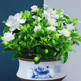 2 Cape Jasmine Plants Live, Gardenia Plants Live, Frost Proof Plant 4 to 6 Inc Long Zone 6 to 11
