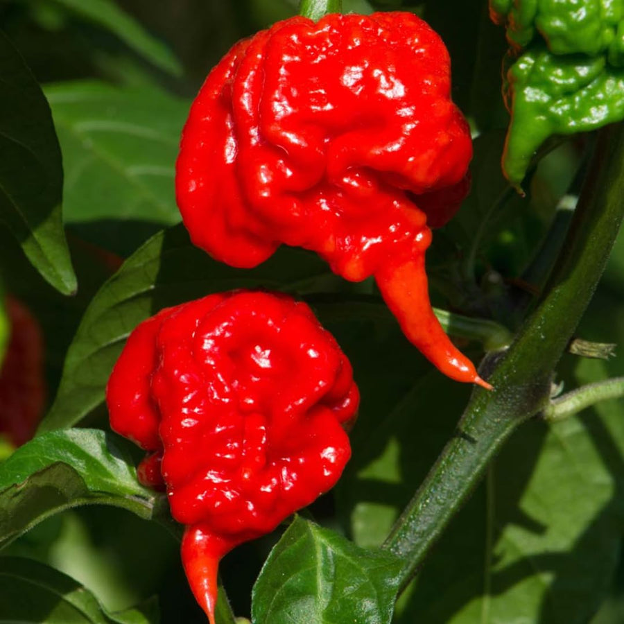Set 2 Carolina Reaper Pepper Plants Live, 90 Days Old Pepper, World Hottest Pepper Plants, No Pot