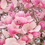 Saucer Magnolia Tree Live Plant in 2.5 Inches Pot, Dormant in Winter, 6-12 Inches in Tall, Ornamental Spring Flowering Tree, Outdoor