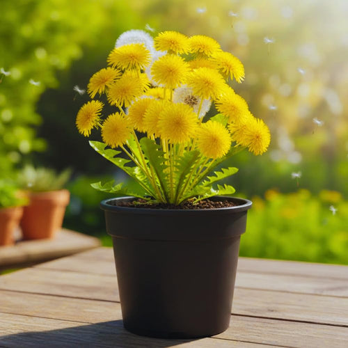 Dandelion Plant Live in 4 Inch Pot, Yellow Dandelion Live Plant, 4-6'' Tall, Live Dandelion Plants for Outdoor Planting, Well-Rooted, Edible Leaves