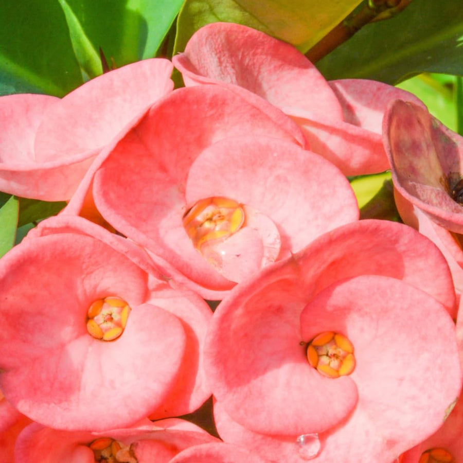 Euphorbia Milii Live Plant, Crown of Thorns Live Plant, Mix Flower Houseplant, 5-8 Inc Tall, Cold Hardy (Light Pink Salmon)