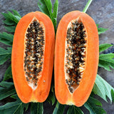 Dwarf Papaya Plant Live, 10-12" Tall Tropical Fruit Tree in Half-Gallon Pot, Fast Growing for Container or Garden