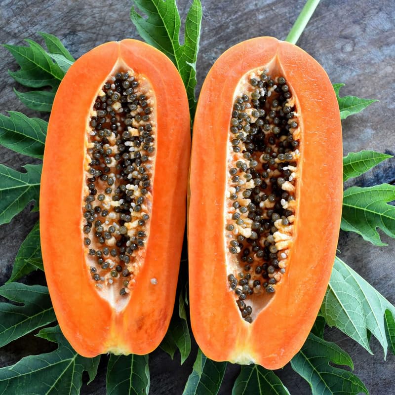 Dwarf Papaya Plant Live, 10-12" Tall Tropical Fruit Tree in Half-Gallon Pot, Fast Growing for Container or Garden