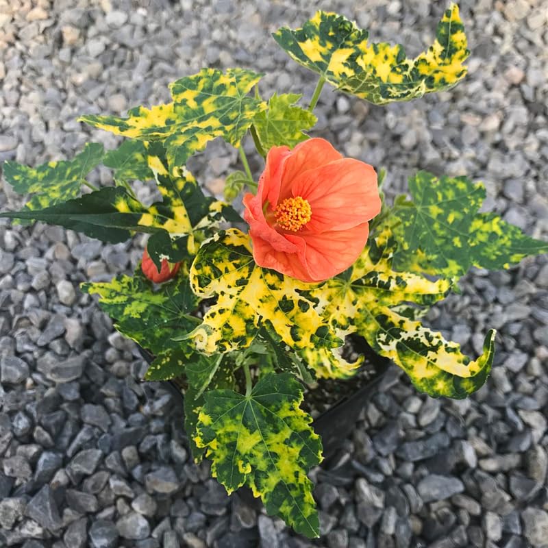 Variegated Abutilon Live Plant, Abutilon Flowering Vine, Trailing Lantern Flower Well Rooted 5-7 Inch Tall