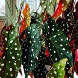 Combo 3 Polka Dot Begonia Angel Wing Plants Live, Begonia Maculata Live Plant, Begonias Live Plants Outdoor, 4 to 8 Inc Tall