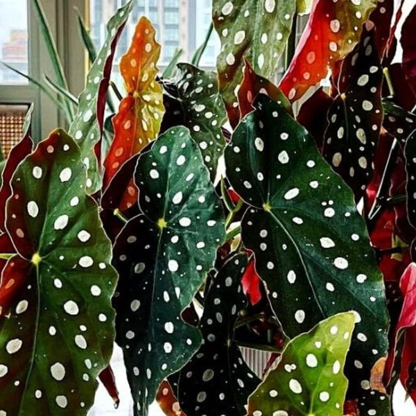 Combo 3 Polka Dot Begonia Angel Wing Plants Live, Begonia Maculata Live Plant, Begonias Live Plants Outdoor, 4 to 8 Inc Tall