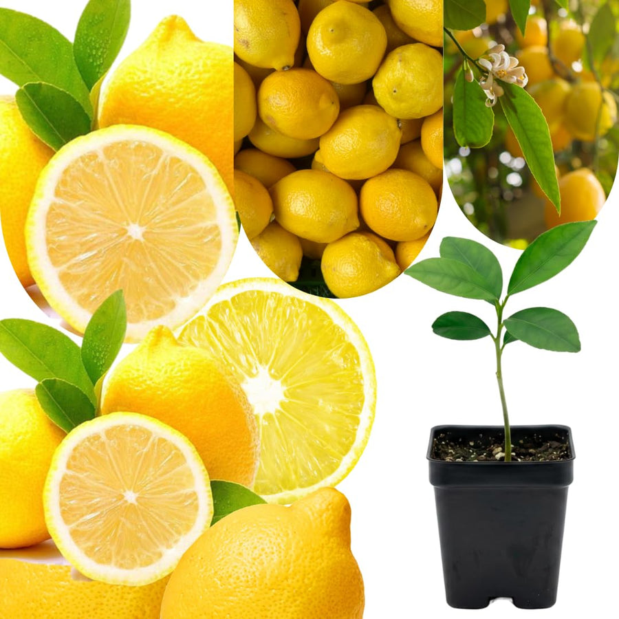 Meyer Yellow Lemon Tree Live Plant, Starter Seedling 2-3" Tall Citrus Tree, Hardy Yellow Lemon Fruit Tree for Outdoor Planting