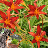 Pack 10 Daylily Bulbs for Planting Spring, Fast Blooming Hardy Perennial Lily Bare Roots for Outdoor Growing (October Day Lily)