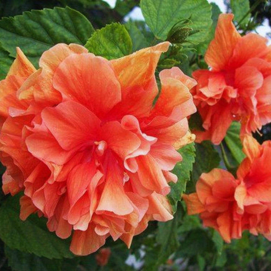 2 Hardy Hibiscus Plants Live, Hibiscus Flowers Plants Tree, 3 to 5Inc Long (Double Orange)