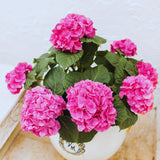 Pink Hydrangea Tree Live Plant, Hydrangea Plant Live Garden, Perennial Flower Shrub Plant, Quart Pot