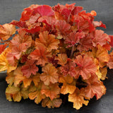 Set 2 Heuchera Bushes Live Plants, Live Perennial Coral Bells for Planting, 4 to 8 Inches - Red Orange