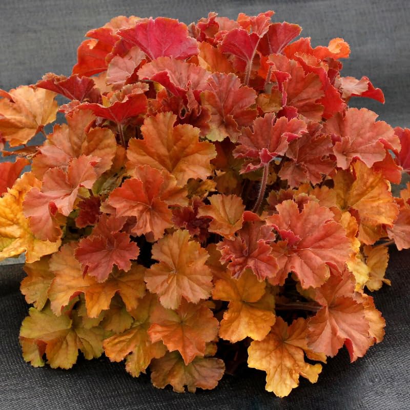 Set 2 Heuchera Bushes Live Plants, Live Perennial Coral Bells for Planting, 4 to 8 Inches - Red Orange