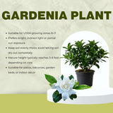 Live White Gardenia Plant, Fragrant Jasmine Gardenia Flower Plant, 5-7 Inches Tall in 3.5 Inch Pot, Well-Rooted, Ready to Grow Indoors or Outdoors