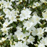 White Azalea Plant in 4 Inch Pot, 8-10 Inch Tall, Azalea Bush Rhododendron Like Flowering Shrub with Vibrant Spring Blooms for Garden and Containers