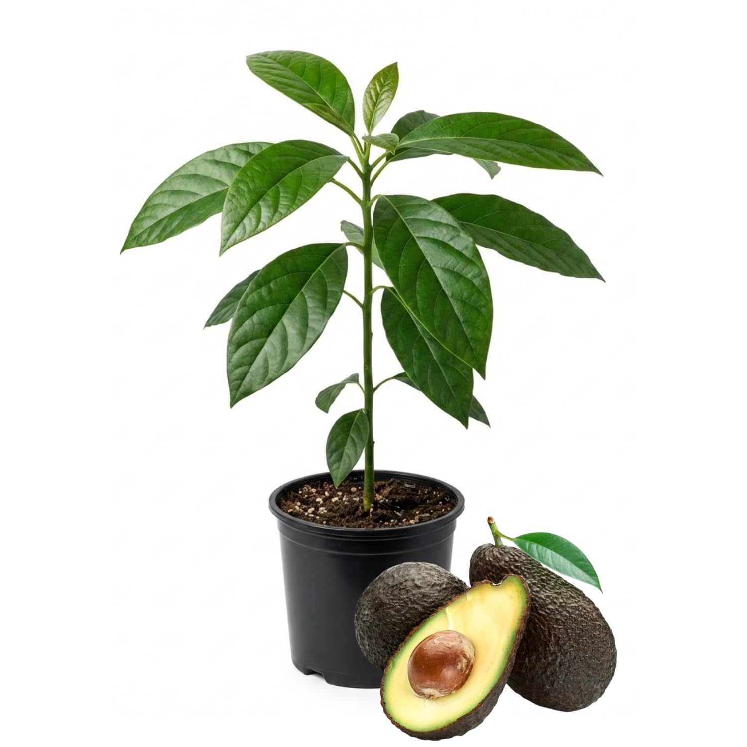 HASS Avocado Tree Live, Cold Hardy Avocado Plant, 8-10'' Tall Seedling, Outdoor Growing