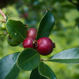 Strawberry Guava Plant Live, Rare Tropical Guava Tree, Sweet Fruit Tree for Outdoor Growing 7-12 Inch in Half Gallon Pot