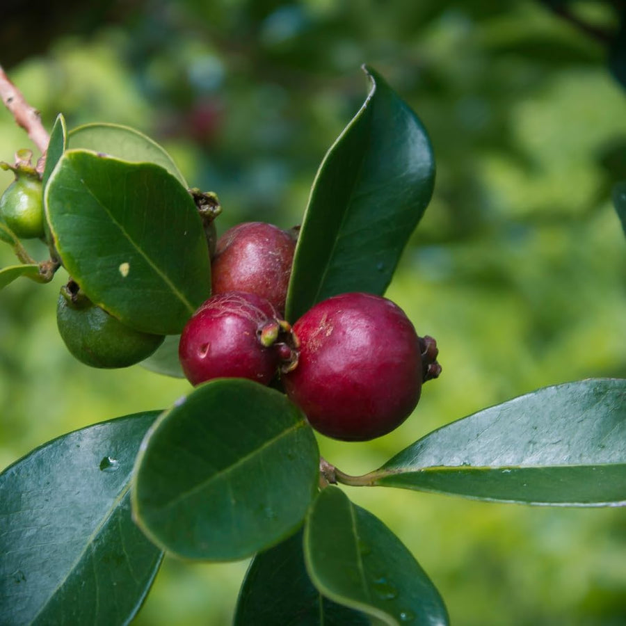 Strawberry Guava Plant Live, Rare Tropical Guava Tree, Sweet Fruit Tree for Outdoor Growing 7-12 Inch in Half Gallon Pot