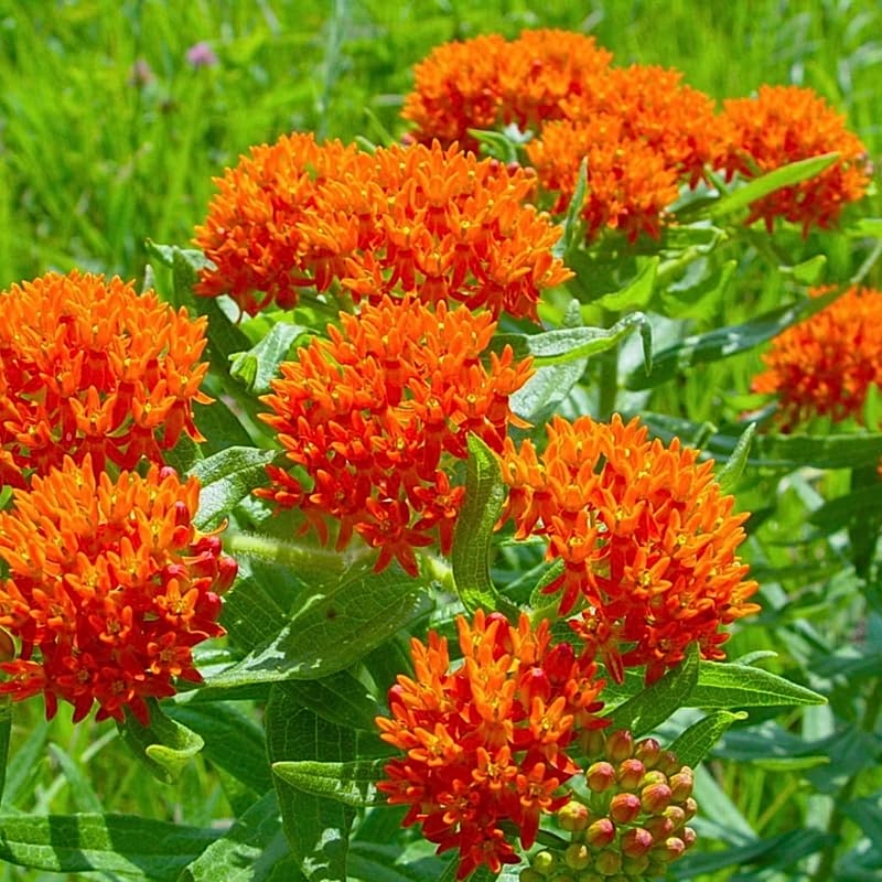 Pack 2 Butterfly Mikweed Live Plants, Asclepias Tuberosa Perennial Flowers Plants, Tropical Milkweeds 4-8 Inch for Outdoor Garden