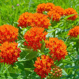 2 Mikweed Live Plants, Asclepias Tuberosa Perennial Flowers Plants, Tropical Butterfly Milkweeds 4-8 Inch for Outdoor Garden (Orange)