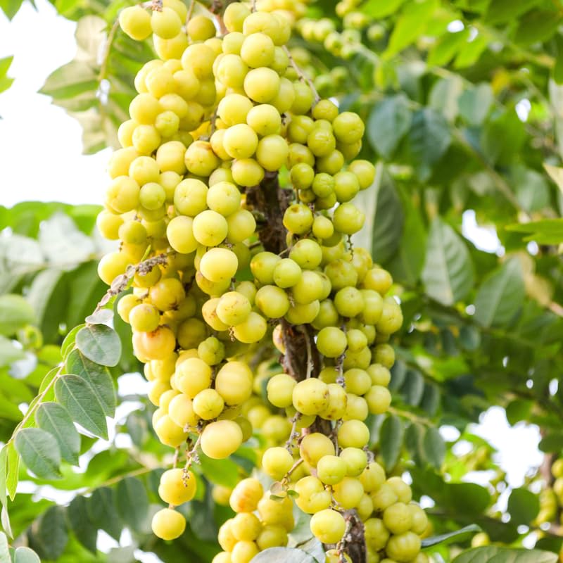 Star Gooseberry Tree in Gallon Pot, 8-12” Tall Edible Fruit Plant for Planting, Tart Tropical Fruit Tree
