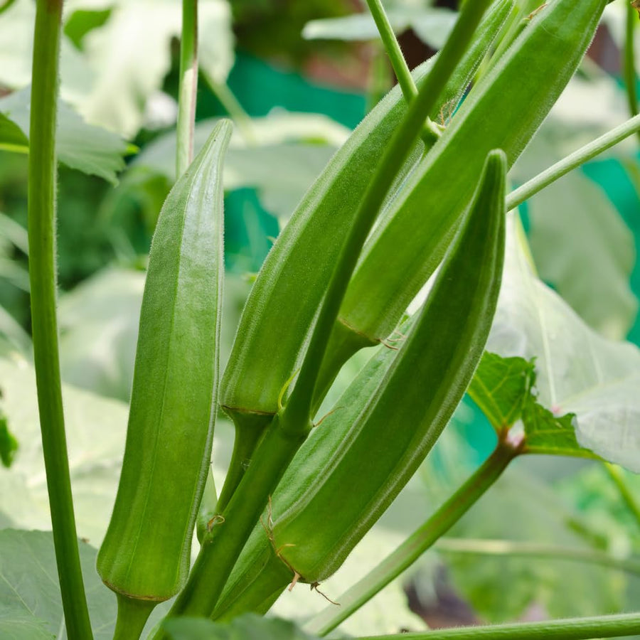 Okra Live Plant, Green Okra Plant from 3-5 Inches Tall, 4" Pot, Fast Growing Vegetable Plant for Raised Beds and Home Gardens, 2 Plant Per Pot
