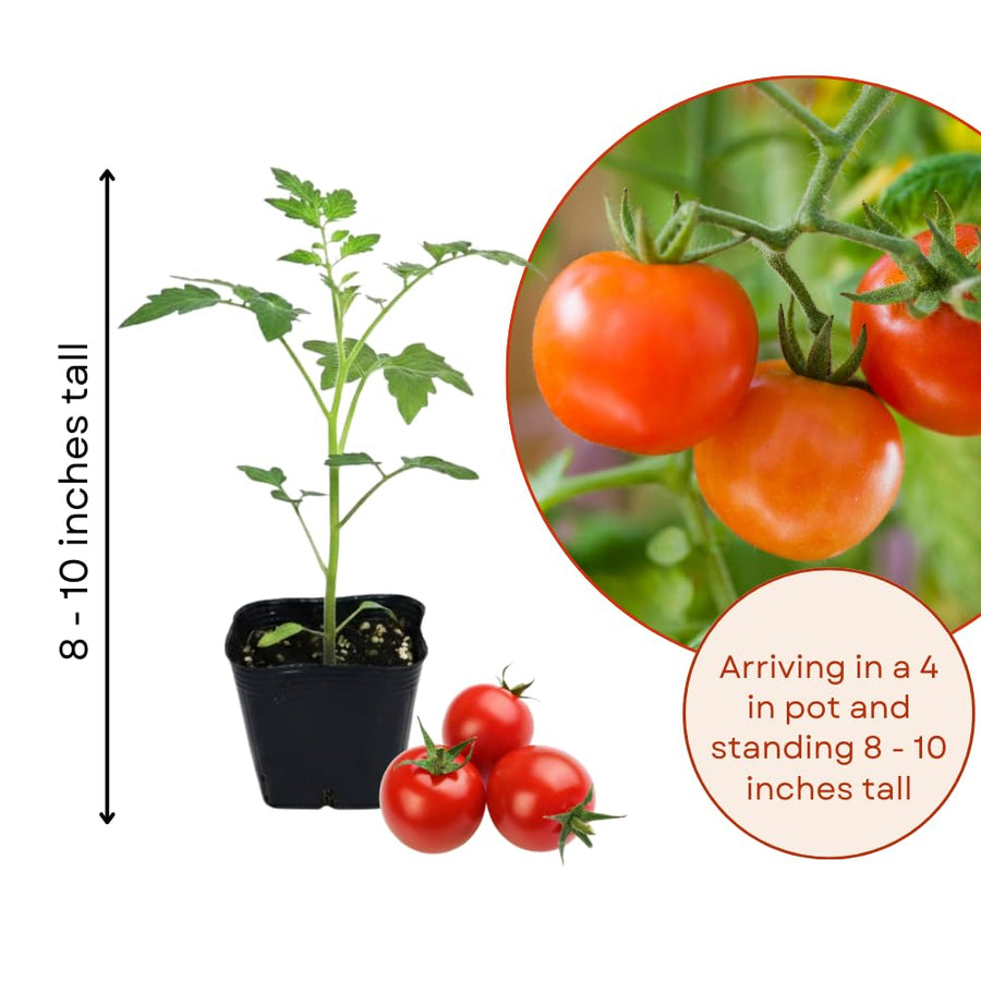 Cherry Red Tomato Plant Live, Tomato Plant Live for Planting, Well Rooted, 8-10 Inc Tall, Sweet Tomatos Seedling for Indoor Outdoor Growing