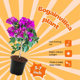 Purple Bougainvillea Tree Live Plant, 1 Year Old Ready to Plant Outdoor, Very Hardy