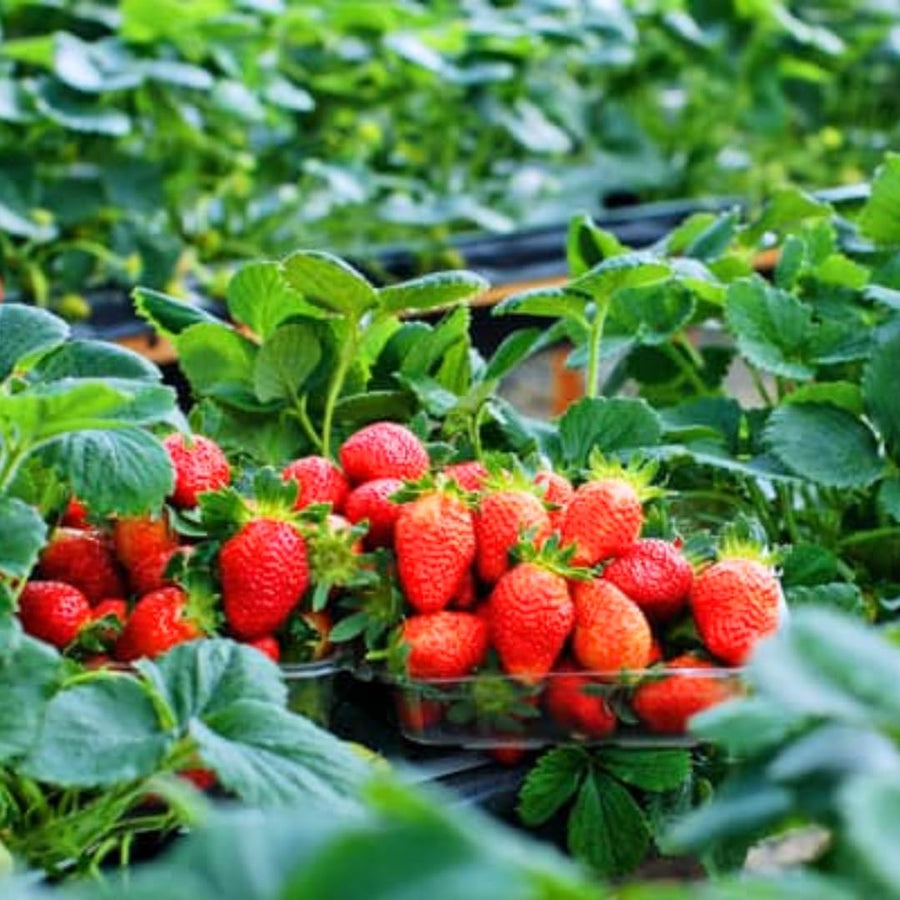Set 3 Everbearing Strawberry Plants, Easy tp Plant, Sweet Strawberry Plants Live, Outdoor Gardening