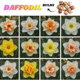 Set of 10 Daffodil Bulbs, Mixed Color Flower, Spring Blooming Flower Bulbs for Outdoor Growing