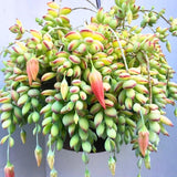 Trailing Cotyledon Pendens Succulent Plant, Live Cliff Cotyledon Plant in 4 Inch Pot, Easy-Care Hanging Houseplant