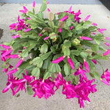 2 Christmas Cactus Plants Live, Holiday Blooming Indoor Plants Live Houseplants, Hanging Baskets Easy Care, Well-Rooted 5-8" Tall, No Pot, Bareroots, Single Stems (Purple Christmas Cactus)
