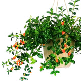 Trailing Goldfish Plant Live Potted 4 Inc, Tropical Goldfish Plant for Hanging Basket, Houseplant Indoor Live Plant
